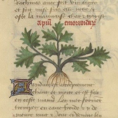 File:Arsenal, Ms-2888, f.008r (detail).jpg