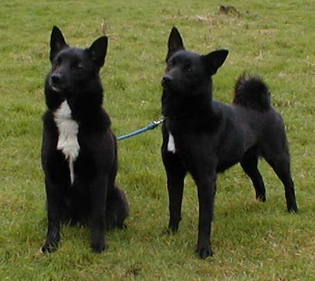 File:Black Buhund dogs.jpg