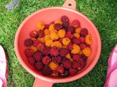 File:Bowl of salmonberries.jpg