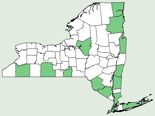 File:Carex typhina NY-dist-map.png