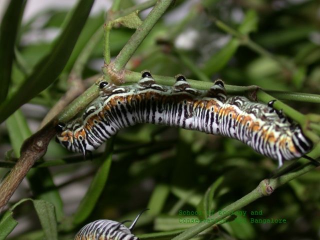 File:Dark blue tiger cat sec.jpg