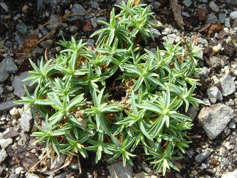 File:Dianthus callizonus 0.JPG