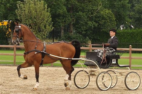 File:Dutchharnesshorse.jpg