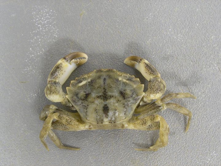 File:Dyspanopeus texanus Texas PWD.jpg