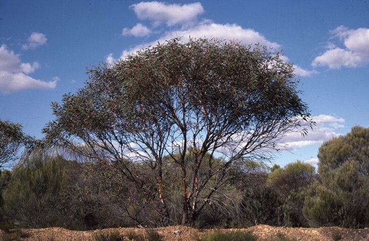 File:Eucalyptus burracoppinensis habit.jpg