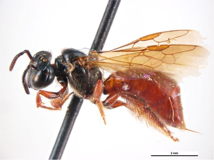 File:Exoneura bicincta.jpg