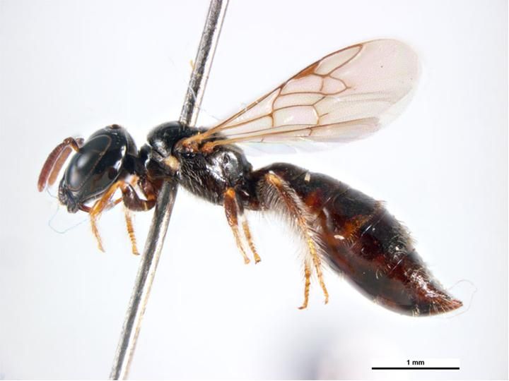 File:Exoneurella setosa f.jpg