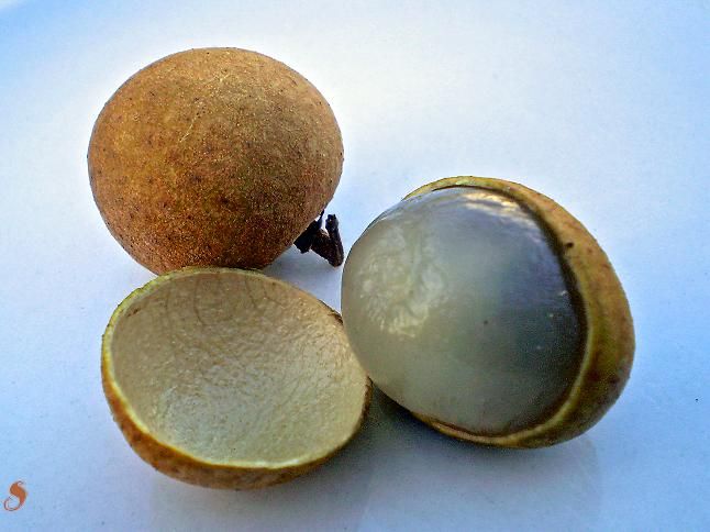 File:Frutos Exóticos-LonganFruit-002.JPG