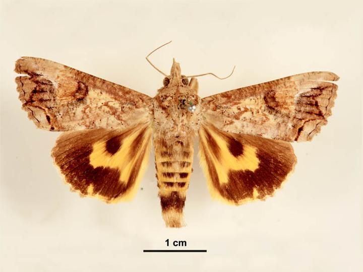 File:Hypocala deflorata male dorsal.jpg