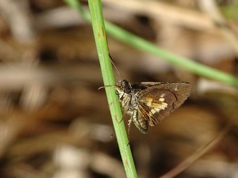 File:Mulberry wing Poanes massasoit 14390011 2018-07-15.jpg