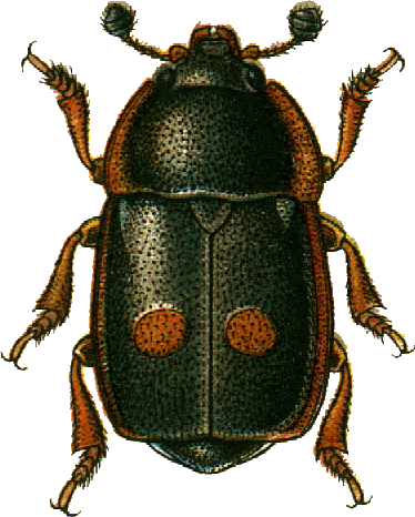 File:Nitidula bipunctata Jacobson.png