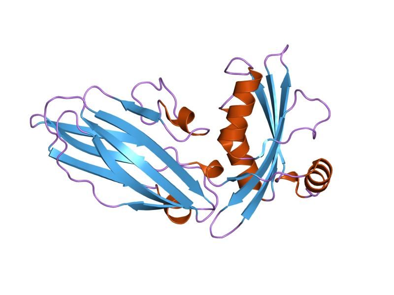 File:PDB 1qts EBI.jpg