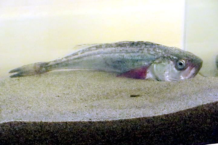 File:Pacific sandfish in aquarium.jpg