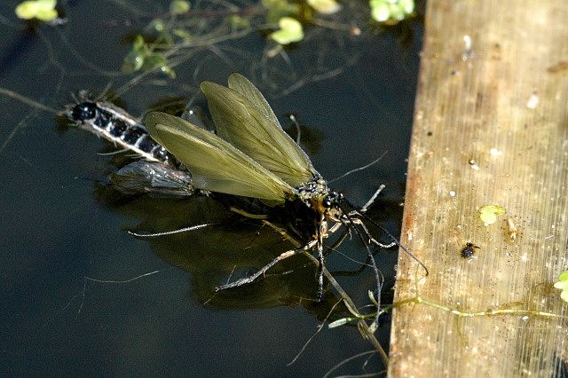 File:Parachiona.picicornis.emerging.jpg