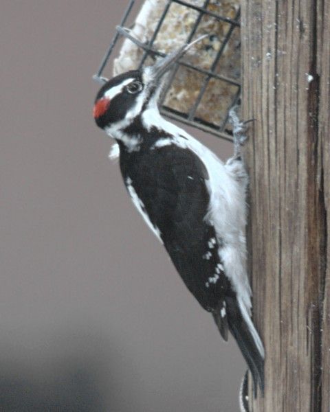 File:Picoides villosus monticola tongue.jpg