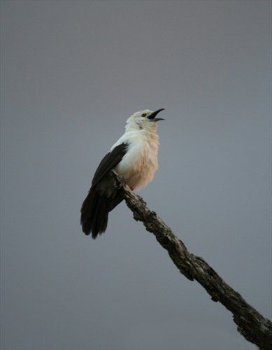 File:Pied babbler sentinel.jpg