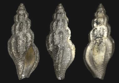 File:Pleurotomella quoniamensis 001.jpg