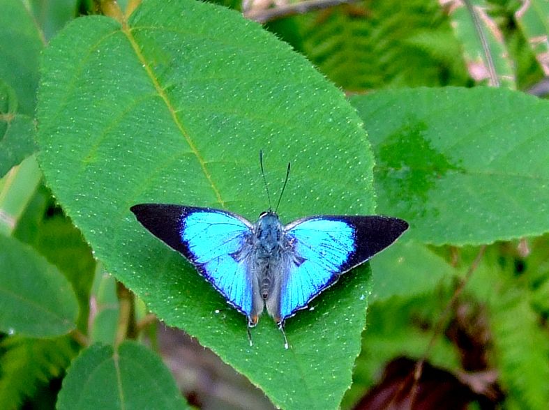 File:Pratapa tyotaroi ismaeli ♂ Mt. Apo 2.JPG