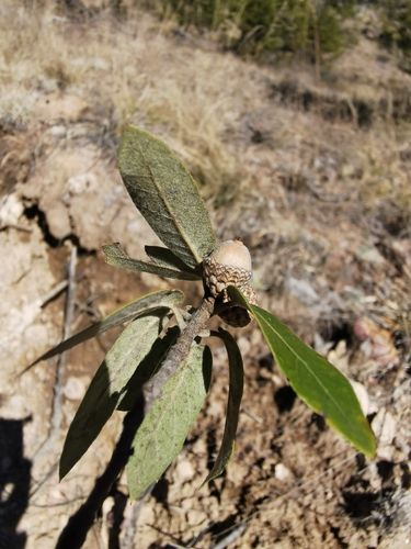 File:Quercus Durifolia.jpg