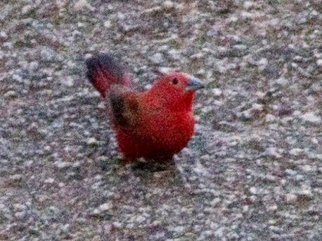 File:Rock Firefinch (Lagonosticta sanguinodorsalis), crop.jpg