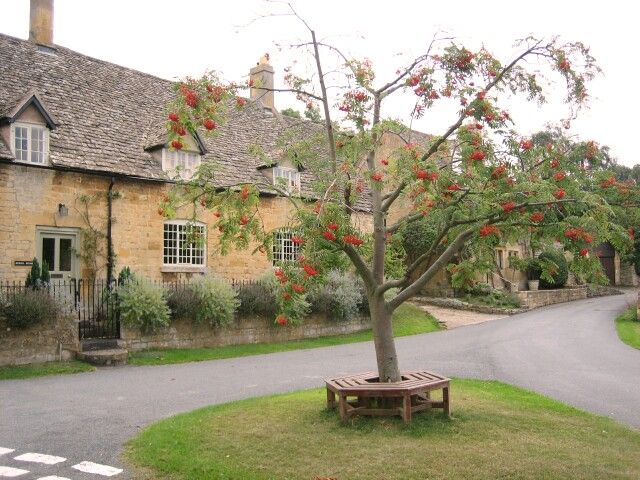 File:Rowan Tree - geograph.org.uk - 49471.jpg