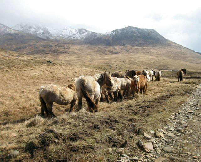 File:Rum Ponies - geograph.org.uk - 151595.jpg