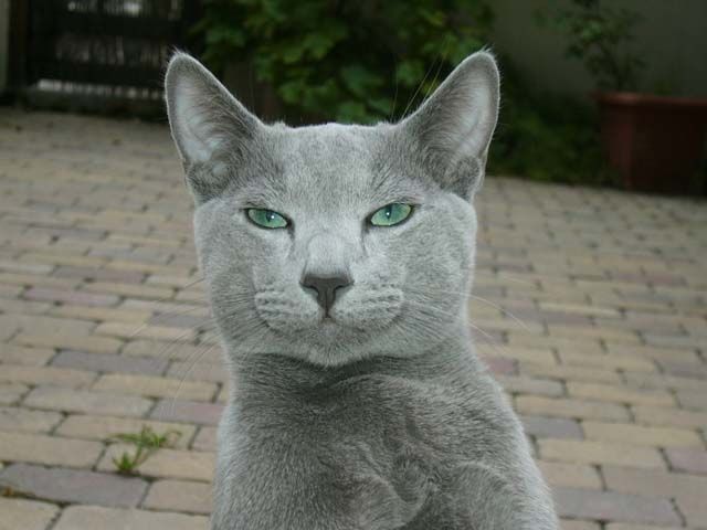 File:Russian Blue cat.jpg