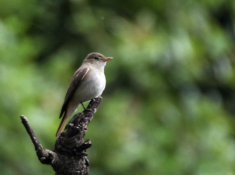 File:Rusty-tailed Flycatcher I IMG 7389.jpg