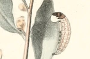 File:Scrobipalpa halymella larva.jpg