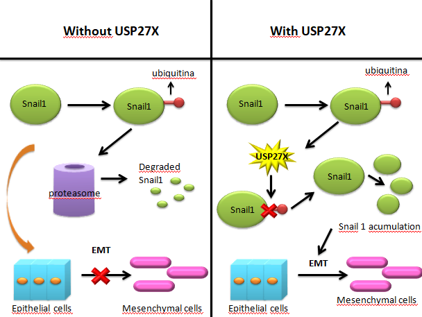 File:Snail 1 regulation by usp27x.png