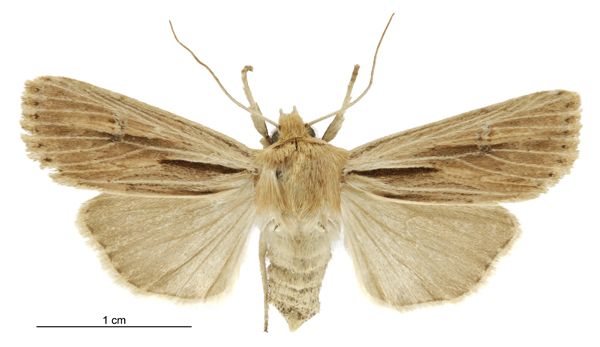 File:Tmetolophota propria female.jpg