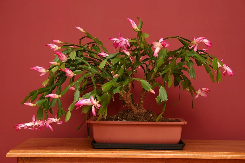 File:Zygocactus bonsai.jpg