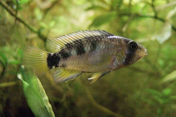 File:Apistogramma Papagei Female.jpg