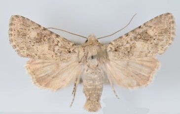 File:Aseptis catalina male.jpg