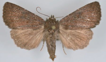 File:Aseptis ferruginea female.jpg