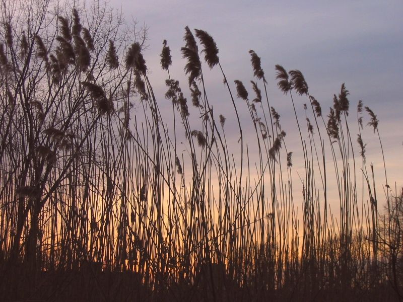 File:Back bay fens in boston at sunset.jpg