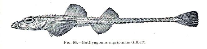 File:Bathyagonus nigripinnis.jpg