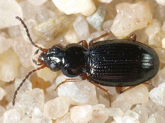 File:Bembidion gilvipes.jpg