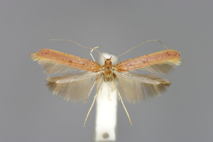 File:Caloptilia elongella E-MK-17986a.jpg