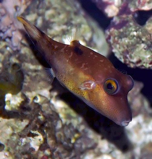 File:Canthigaster rostrata 6zz.jpg