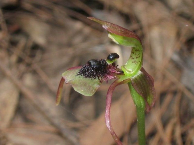 File:Chiloglottis seminuda.jpg