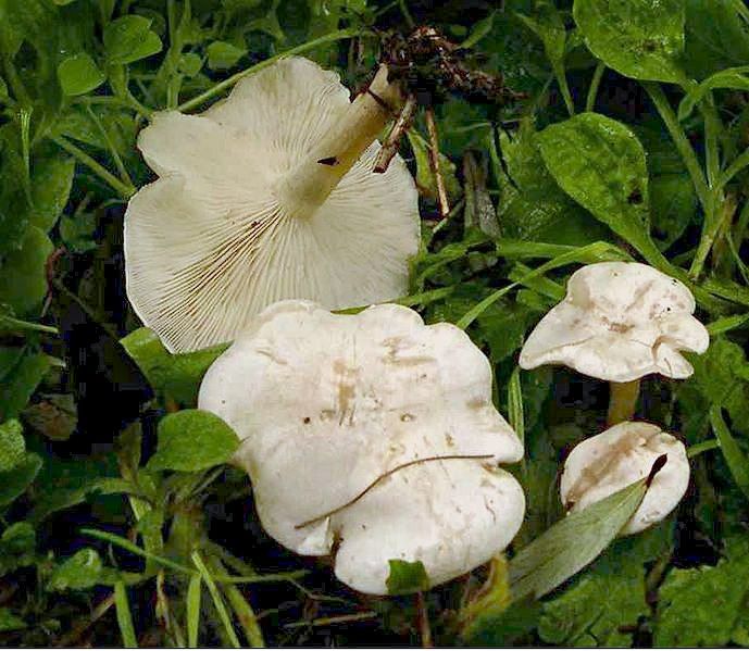 File:Clitocybe dealbata 1.jpg