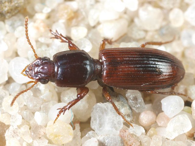 File:Clivina collaris.jpg