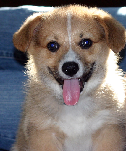 File:Corgi puppy.png