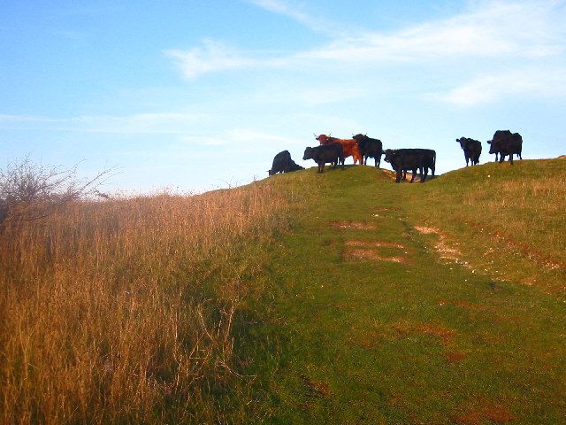 File:CowsWarden.jpg