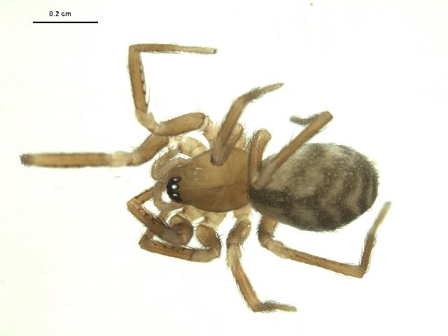 File:Cybaeota calcarata.jpg