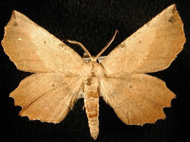 File:Euchlaena obtusaria.jpg