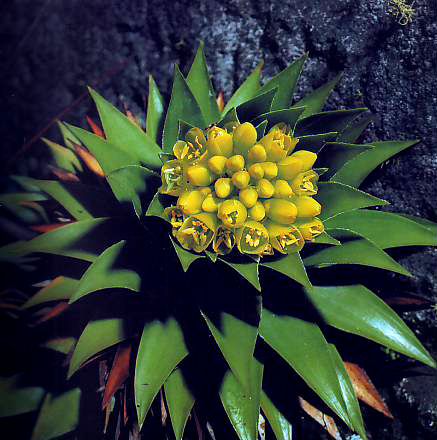 File:Flor Lindmania navioides bromeliaceae.jpg