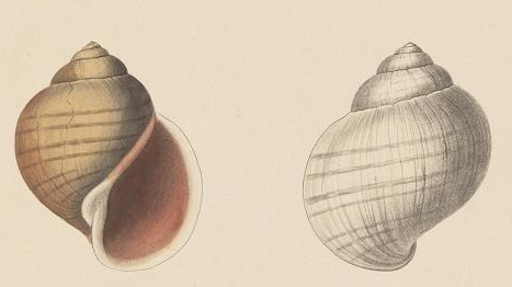 File:Gould 1856 Pomacea columellaris illustration extract.png