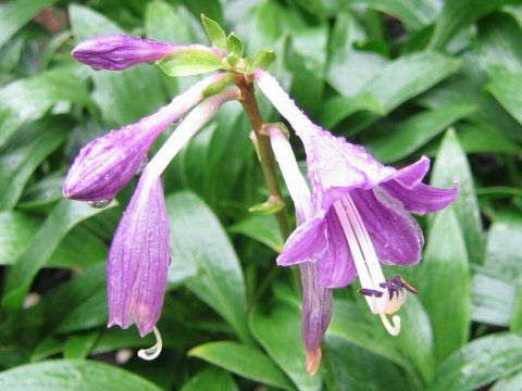 File:Hosta clausa var. ensata1SHSU.jpg